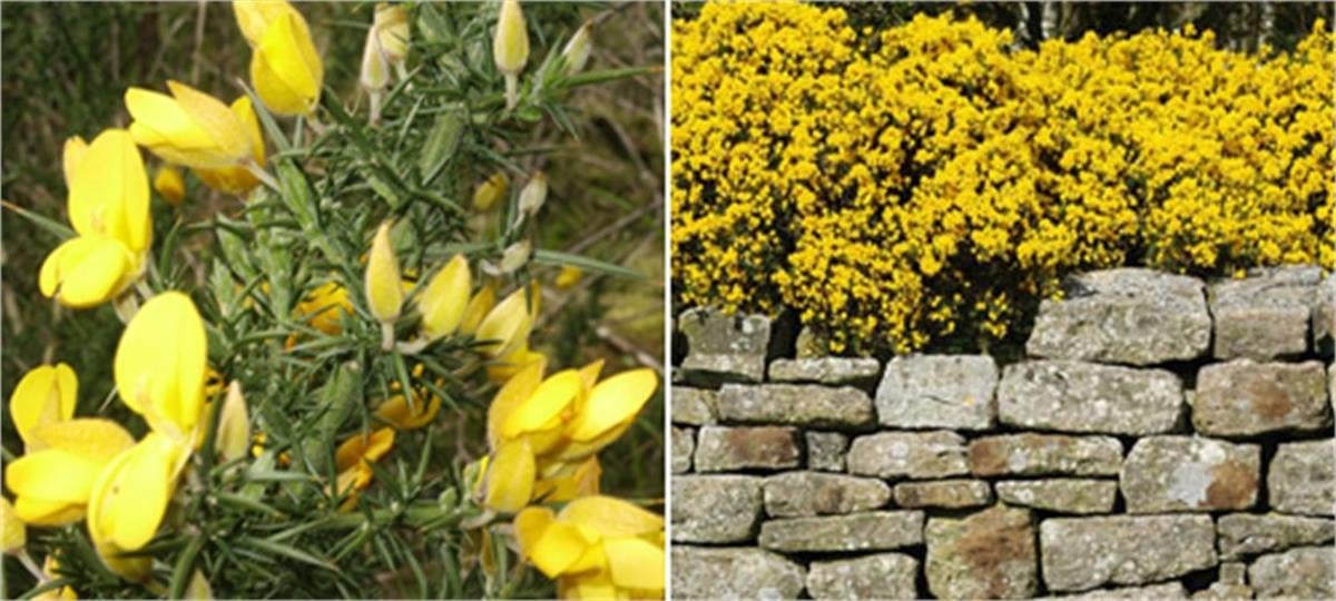 Ulex europaeus Dikenli katır tırnağı fidanı