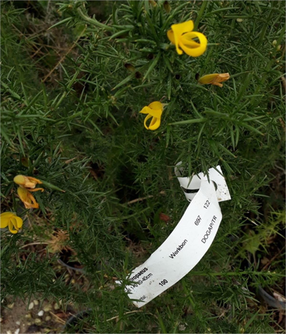 Ulex europaeus Dikenli katır tırnağı fidanı