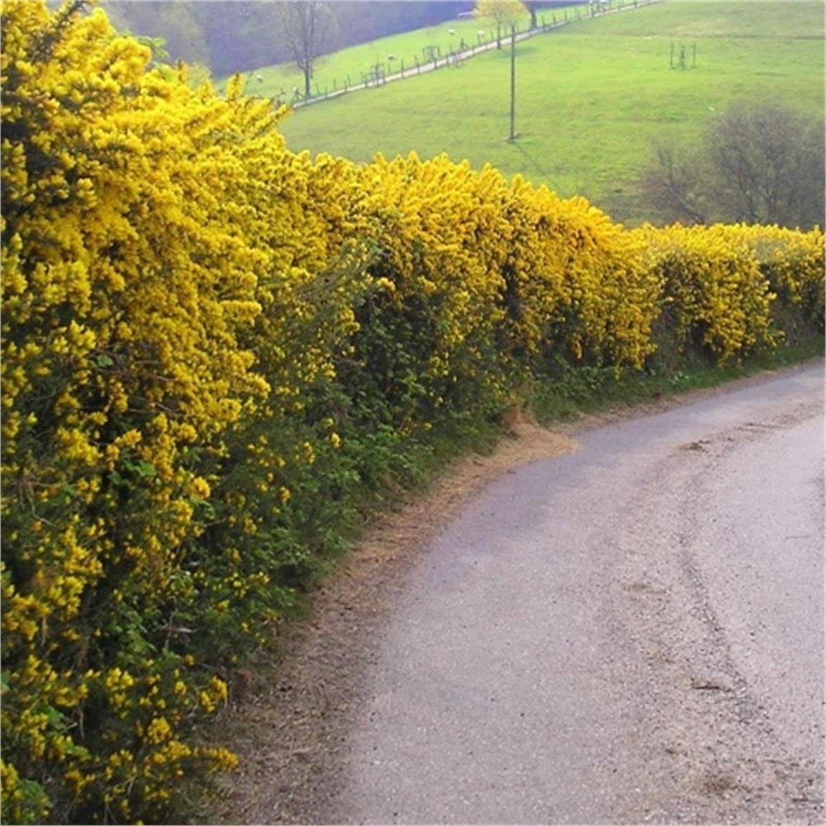 Ulex europaeus Dikenli katır tırnağı fidanı