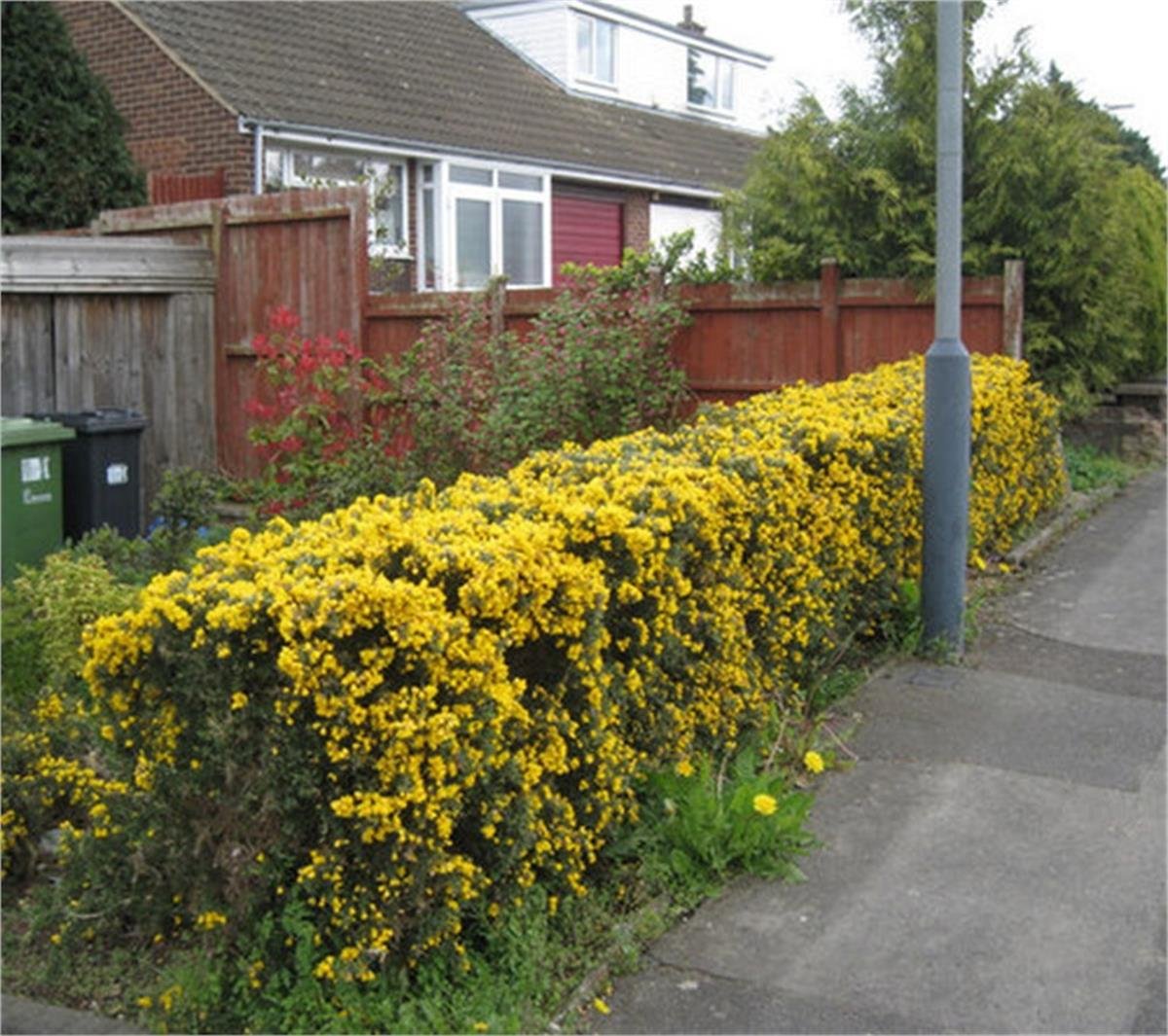 Ulex europaeus Dikenli katır tırnağı fidanı