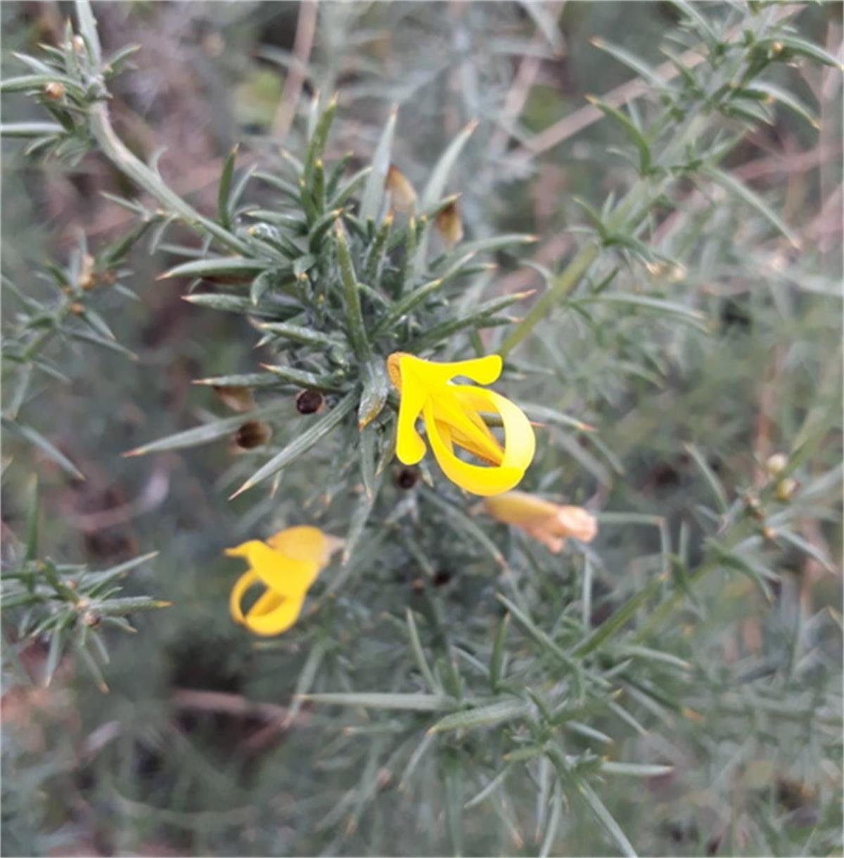 Ulex europaeus Dikenli katır tırnağı fidanı