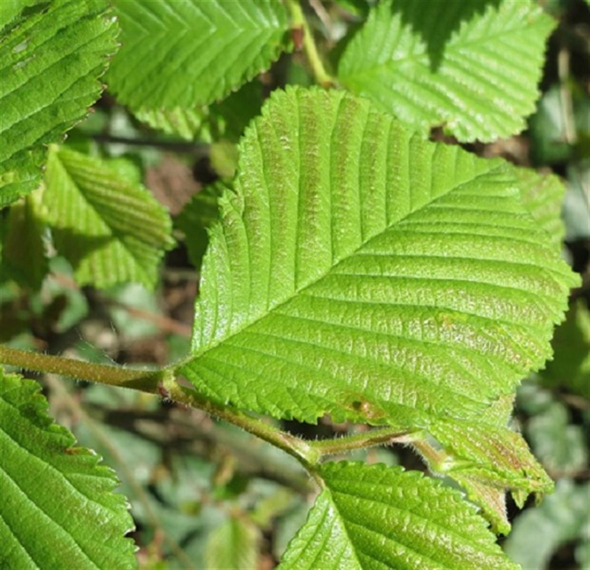 Ulmus glabra Karaağaç fidanı