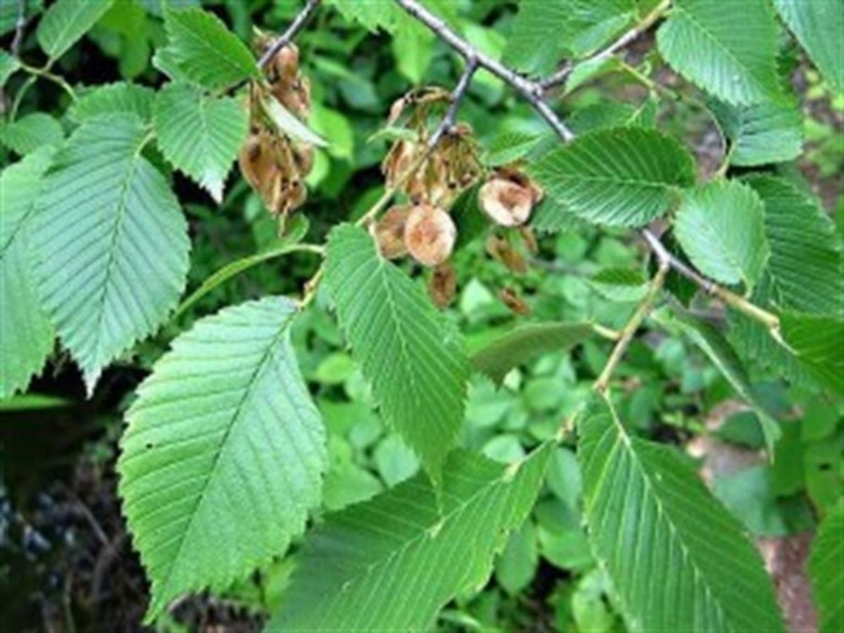 Ulmus laevis Karaağaç fidanı