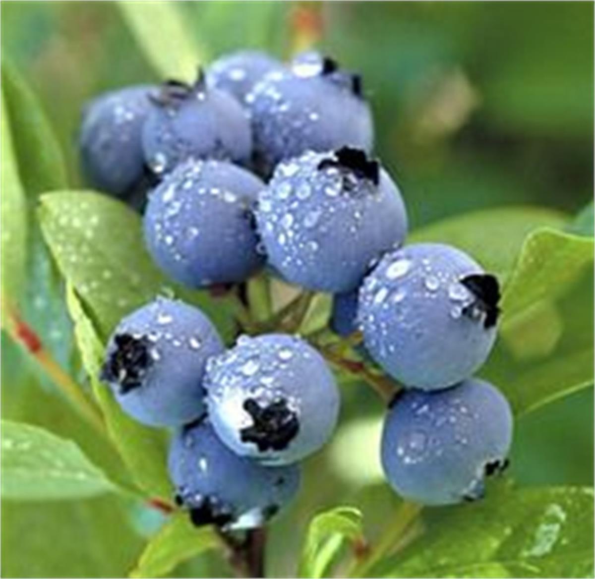 Vaccinium corymbosum Chandler Yaban Mersini Likapa fidanı