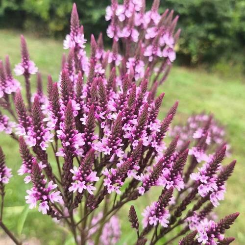 Verbena hastata Pink Spire Pembe Amerikan Mine Çiçeği Fidesi