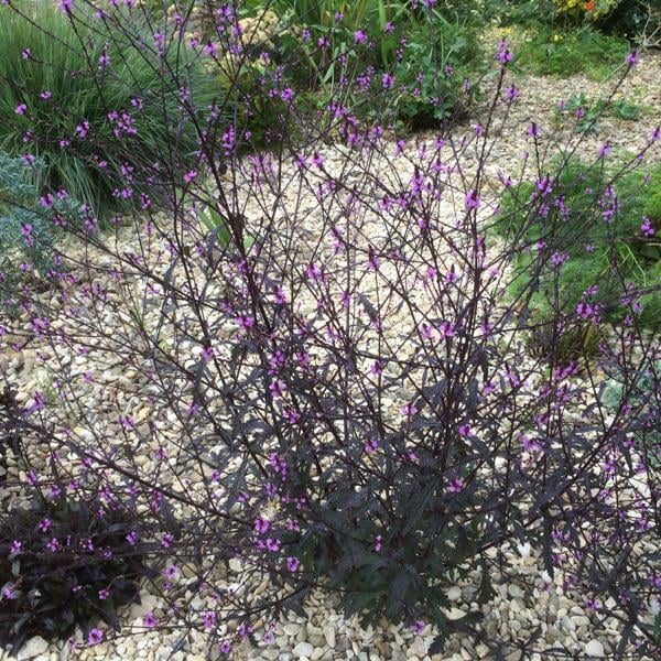 Verbena officinalis Bampton Kelebek Verbenası Fidanı