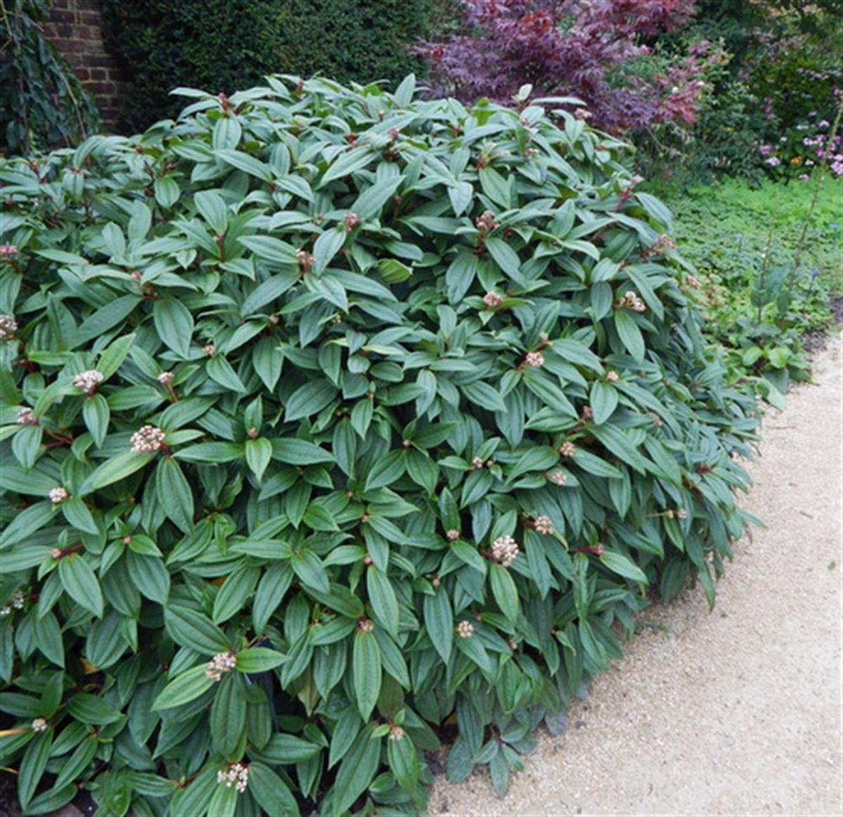 Viburnum davidii Angustifolia Dar yapraklı Davud kartopu fidanı