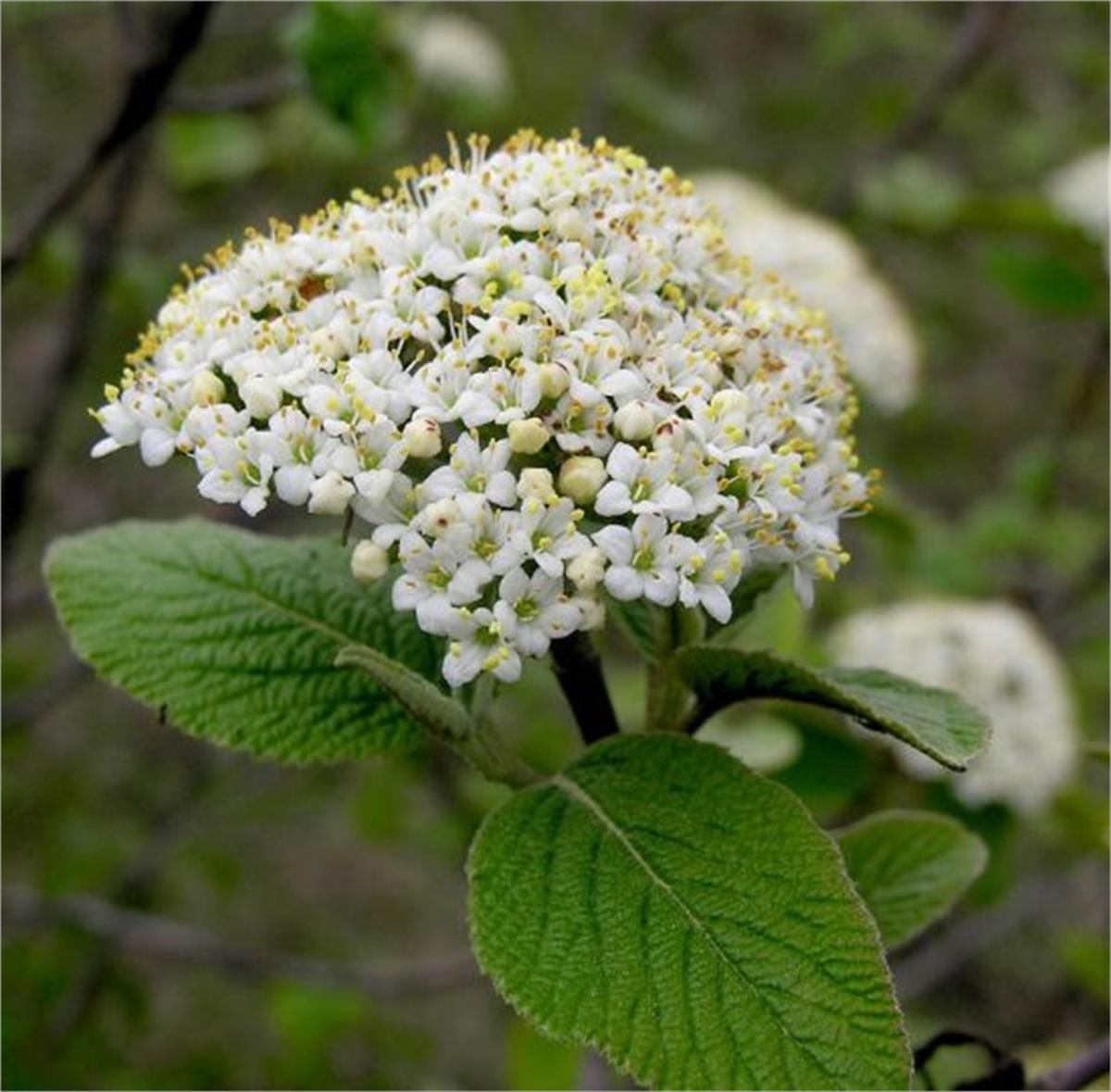 Viburnum lantana Tüylü Kartopu Germişo fidanı