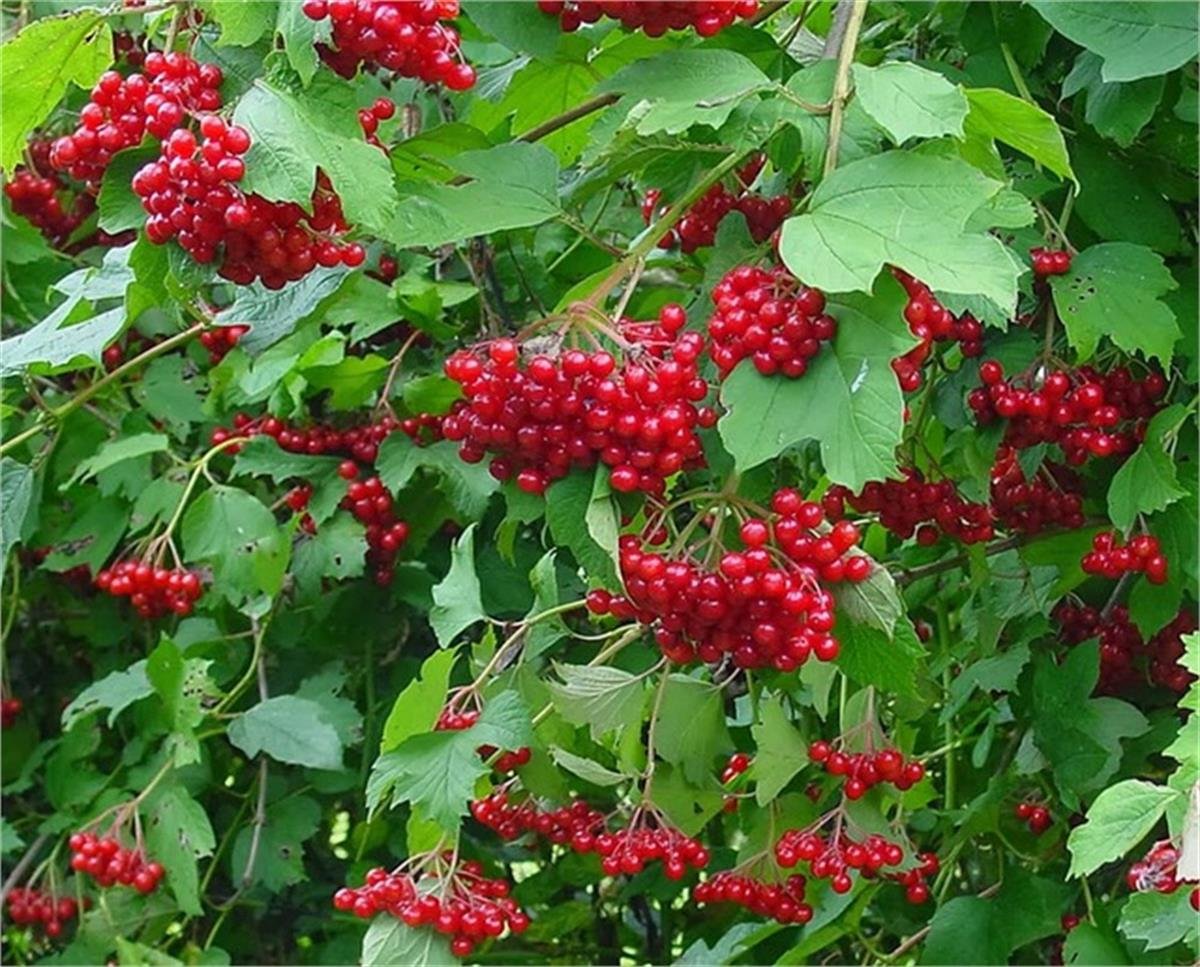 Viburnum opulus Gilaburu Girabulu glaburu fidanı