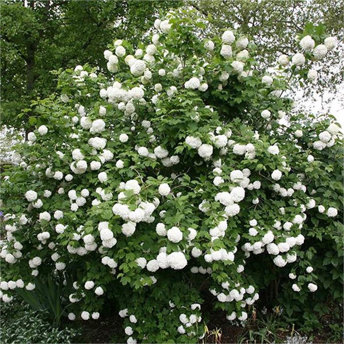 Viburnum opulus Roseum Avrupa yaz kartopu fidanı
