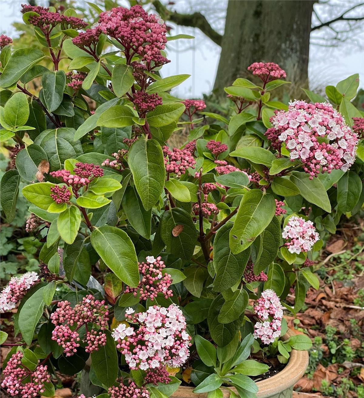 Viburnum tinus Lilarose Kış Kartopu fidanı