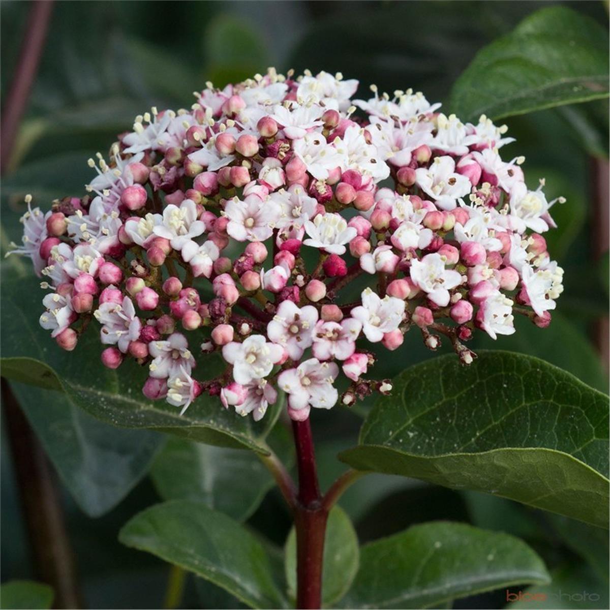 Viburnum tinus Lilarose Kış Kartopu fidanı