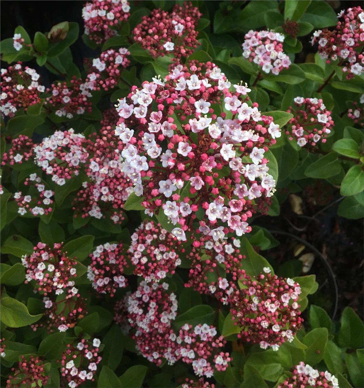 Viburnum tinus Lilarose Kış Kartopu fidanı