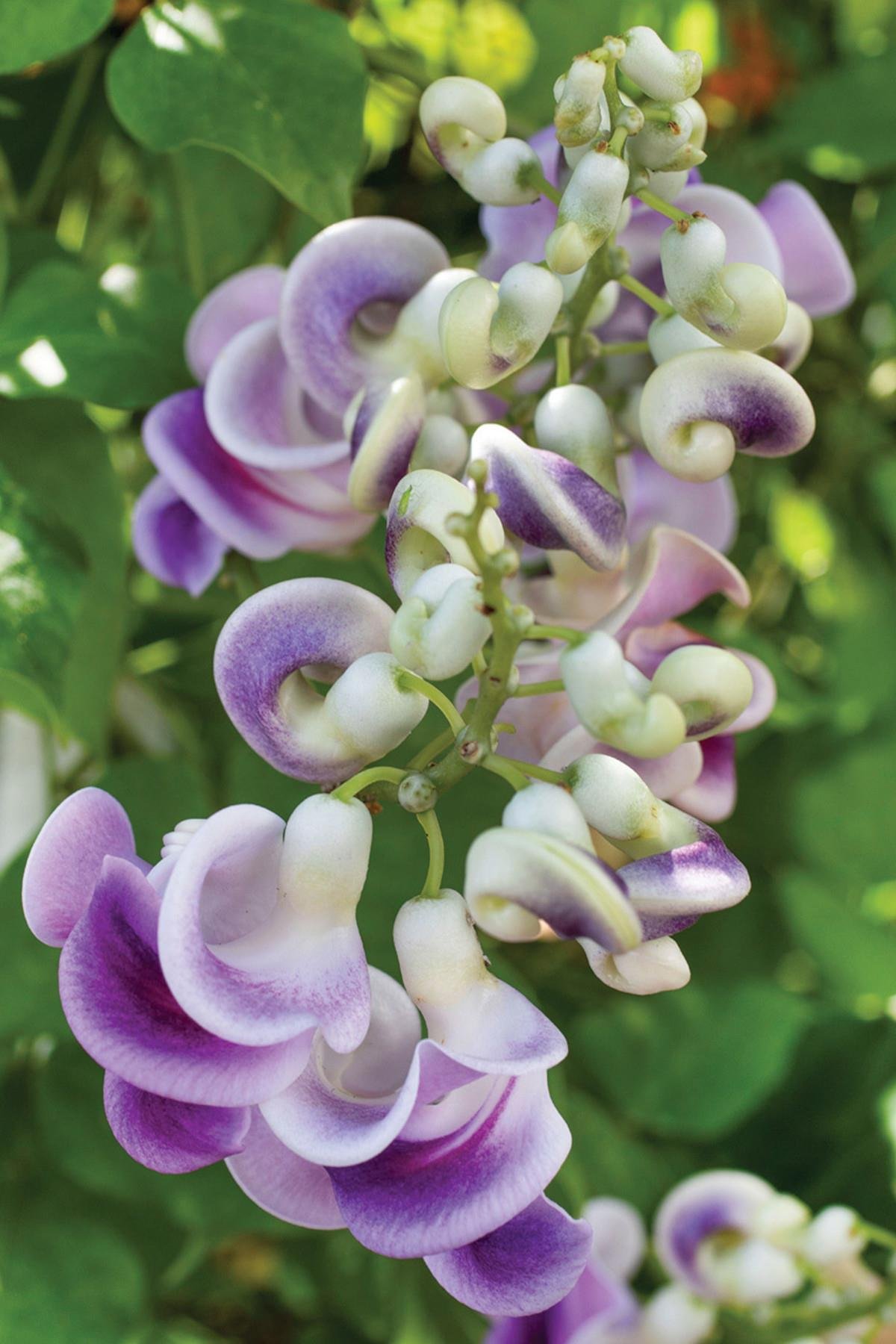 Vigna caracalla Selluka İzmir sarmaşığı fidanı