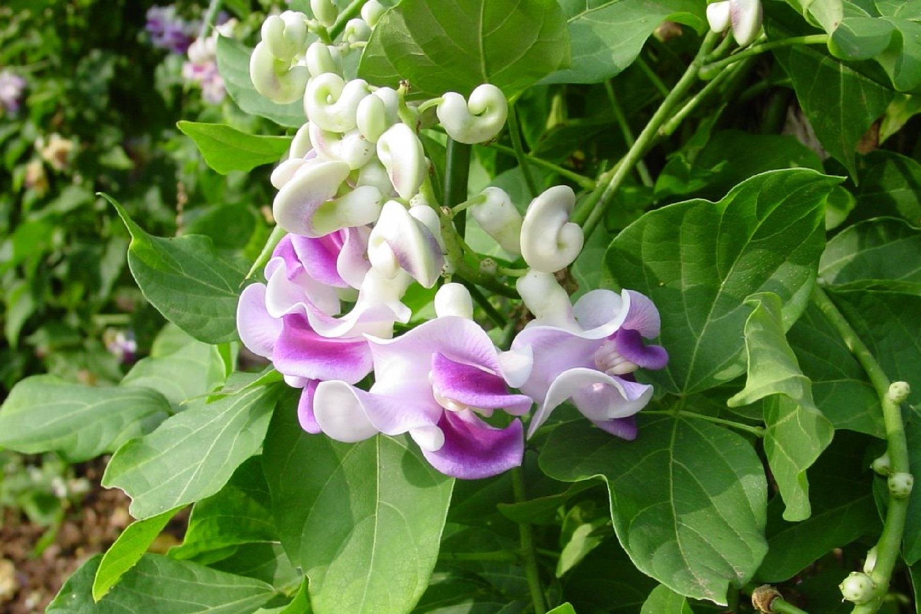 Vigna caracalla Selluka İzmir sarmaşığı fidanı