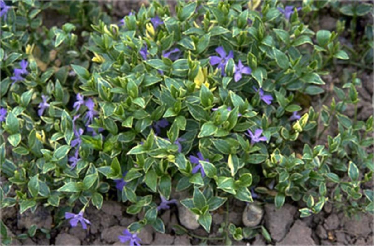 Vinca minor Argenteovariegata Cezayir menekşesi fidesi