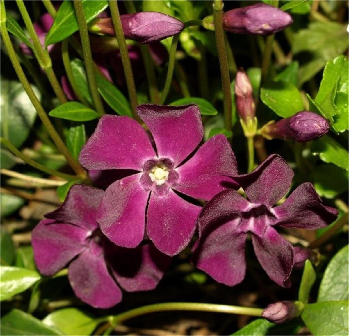 Vinca minor Atropurpurea Bordo Cezayir Menekşesi fidanı