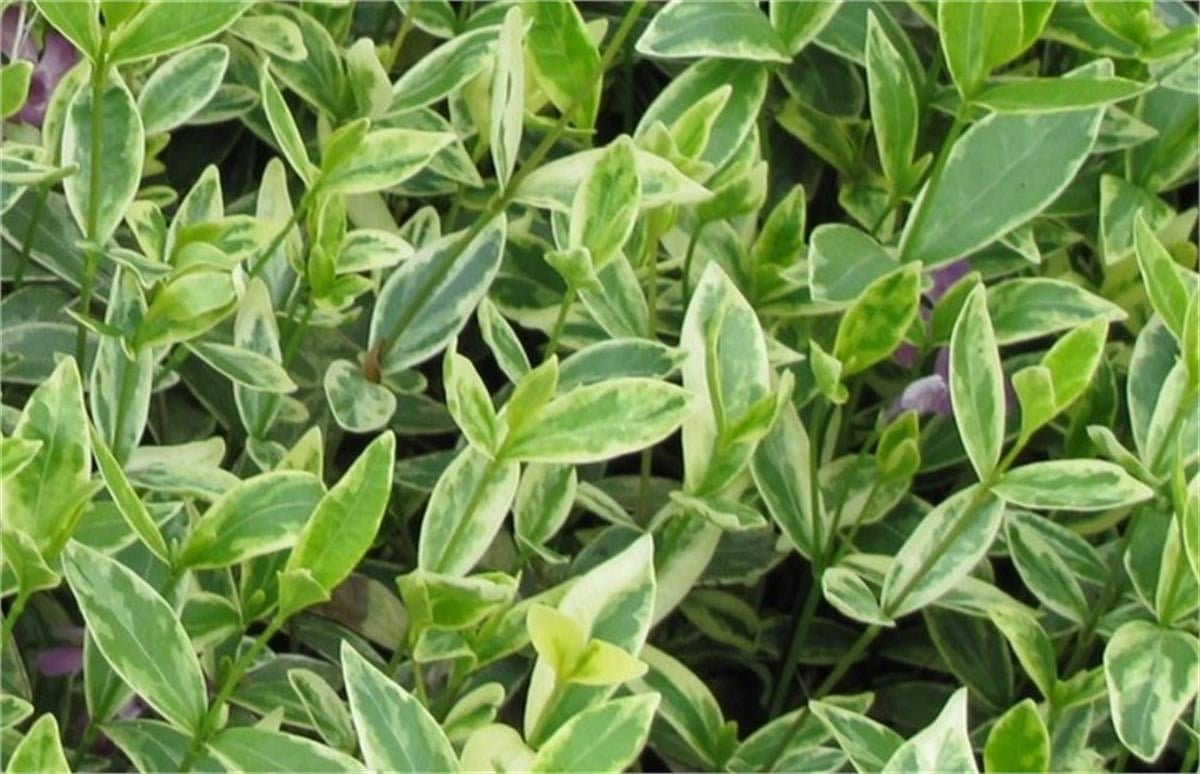 Vinca minor Aureo. minyatür alacalı cezayir menekşesi fidesi