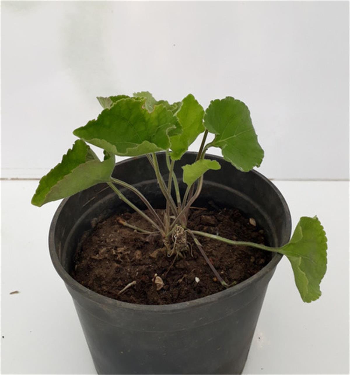 Viola odorata Kır menekşe mor menekşe fidesilı