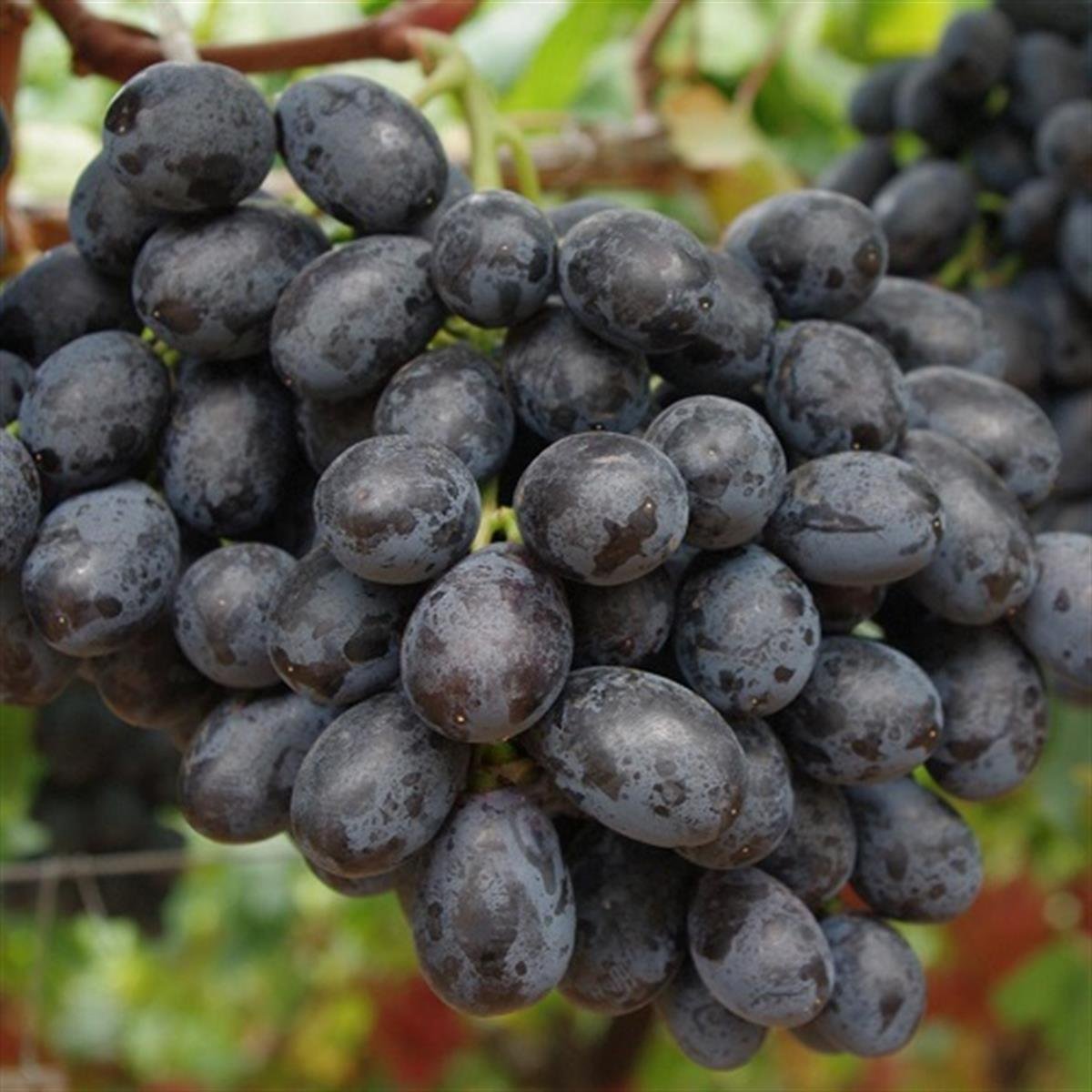 Vitis vinifera Antep Karası Asma fidanı