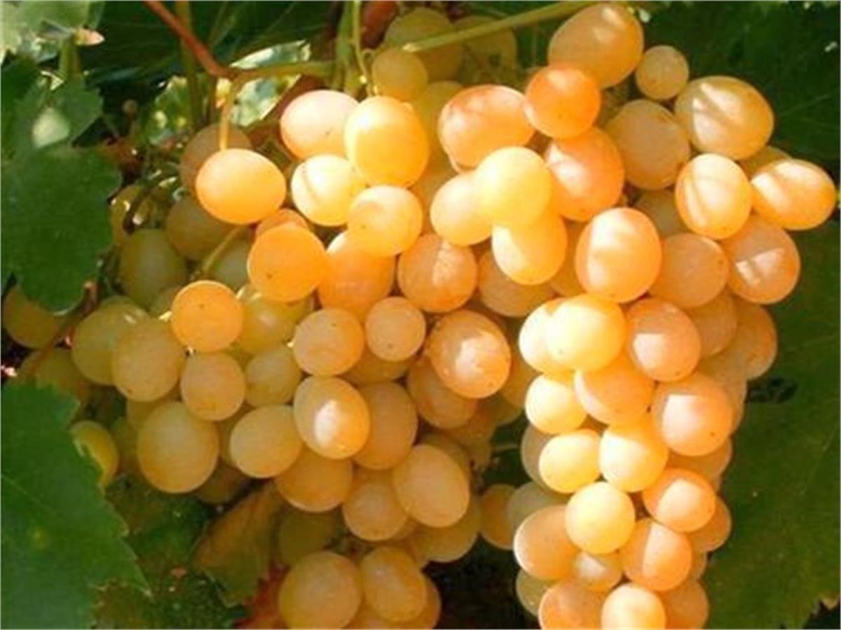 Vitis vinifera Atasarısı Asma fidanı