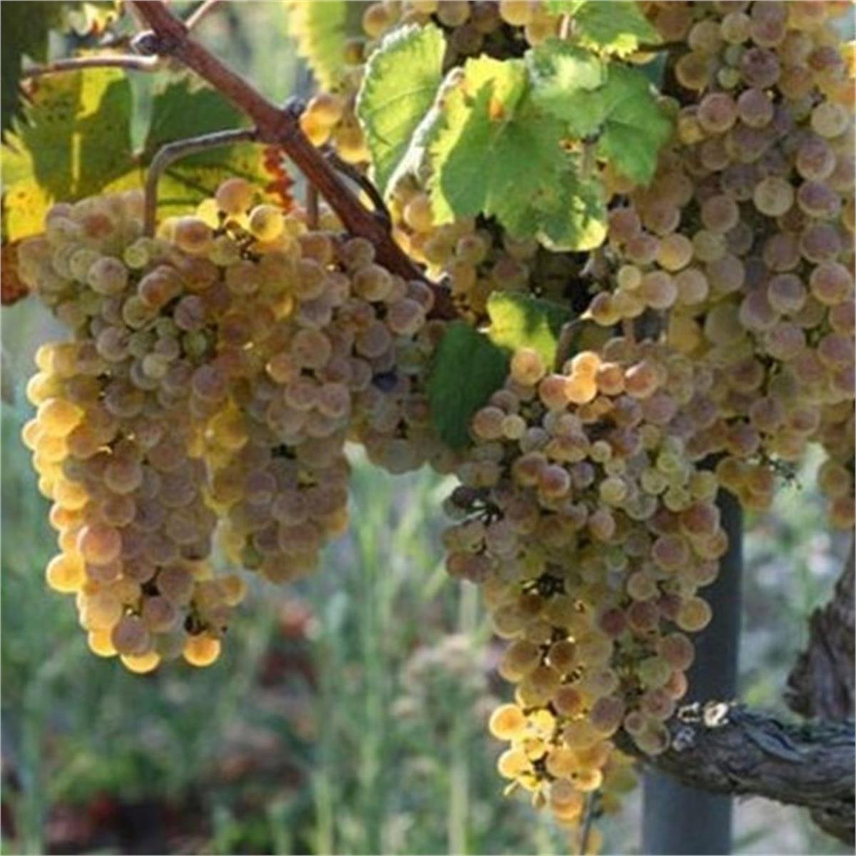 Vitis vinifera Balbal Asma Üzüm fidanı