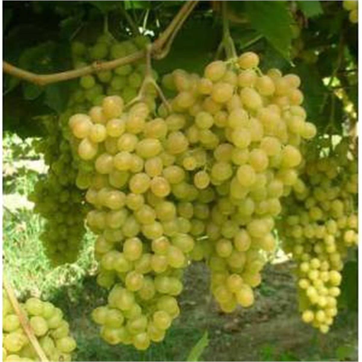 Vitis vinifera Çıtır Asma Üzüm fidanı