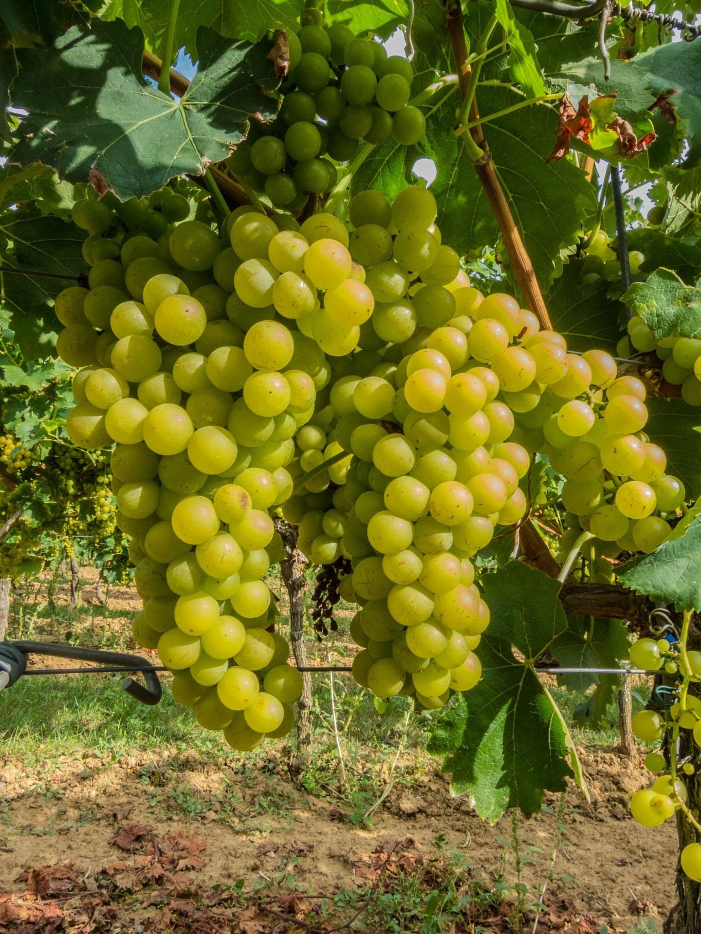 Vitis vinifera Early Sweet Asma fidanı