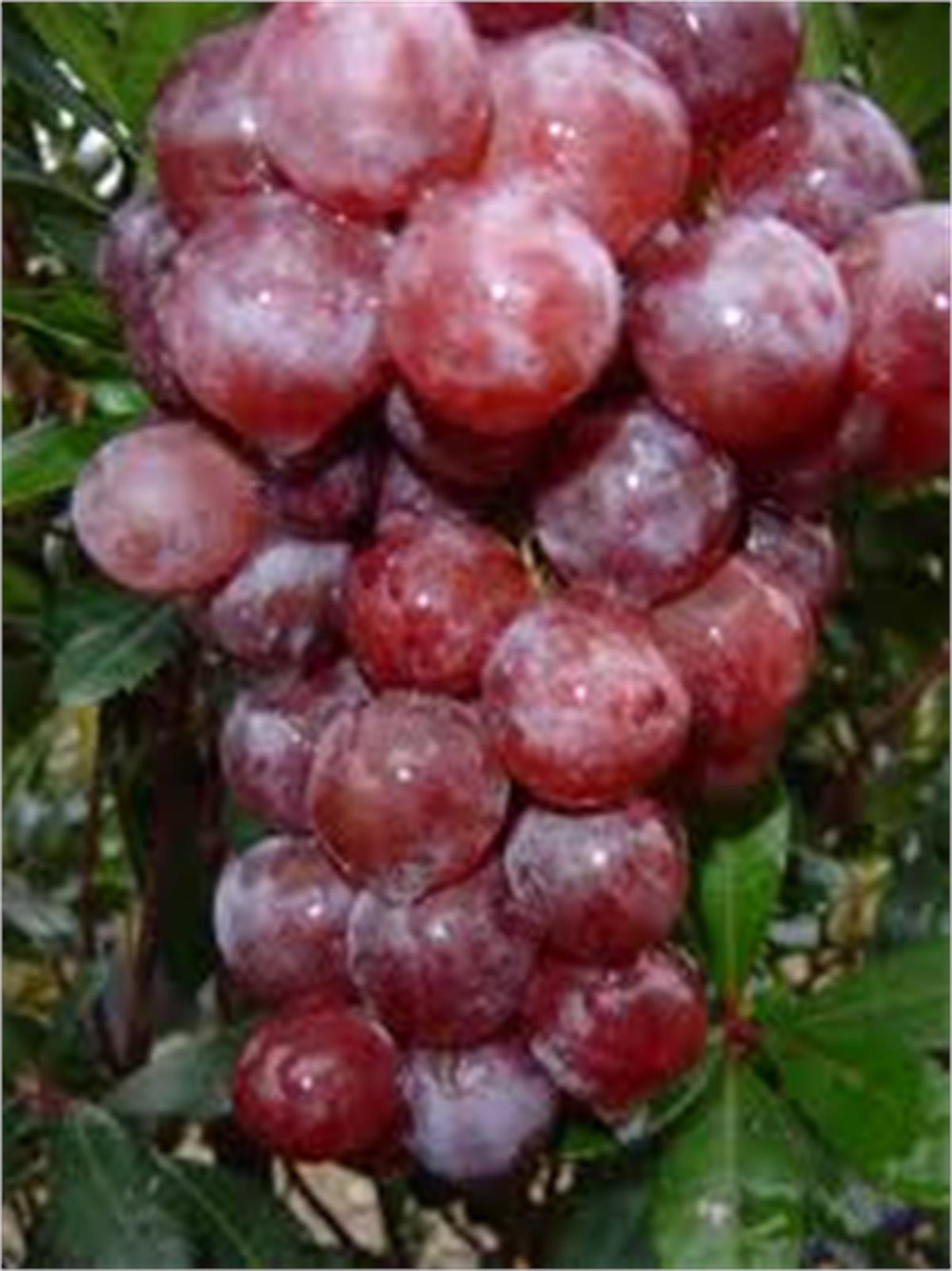 Vitis vinifera Pembe Çavuş Asma fidanı