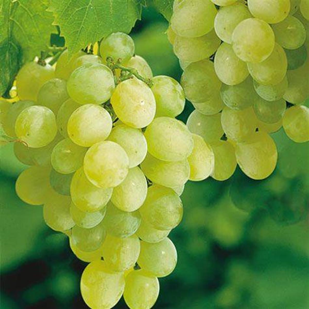 Vitis vinifera Thompson seedless Asma Üzüm fidanı