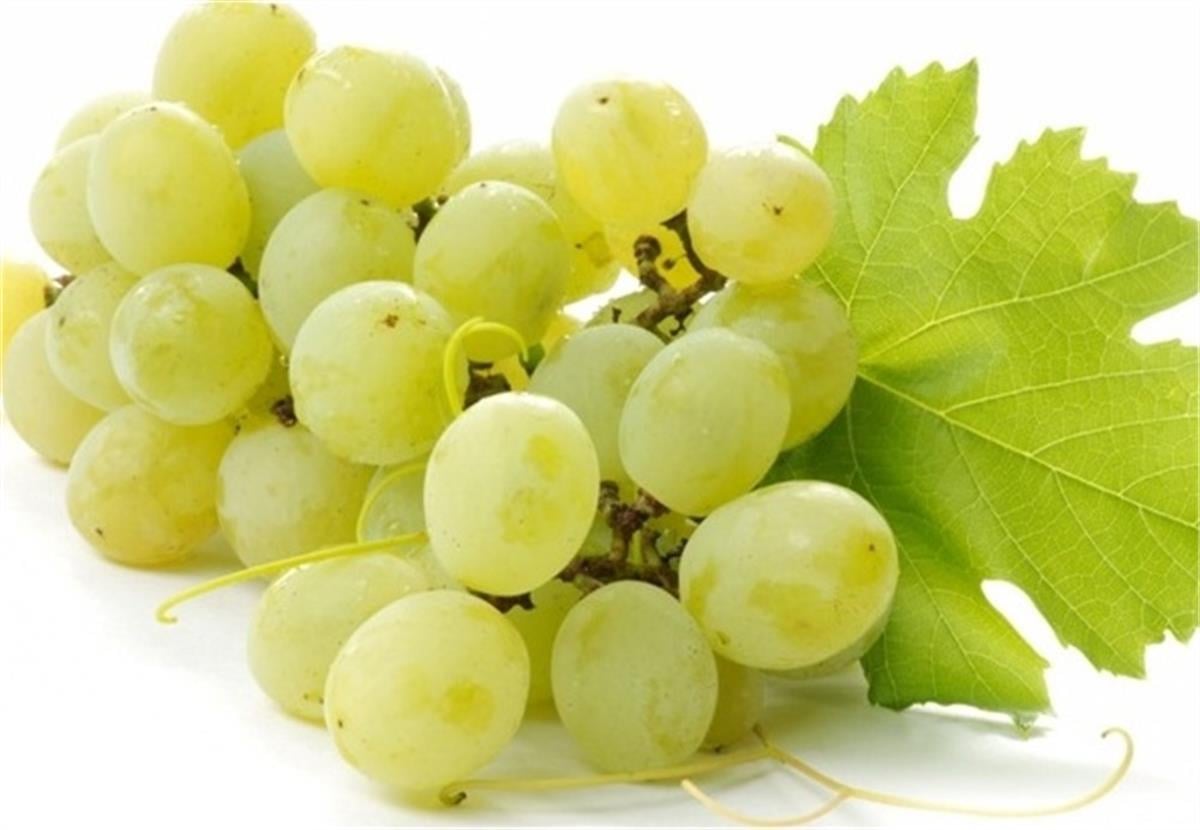 Vitis vinifera Yalova çekirdeksiz Asma fidanı
