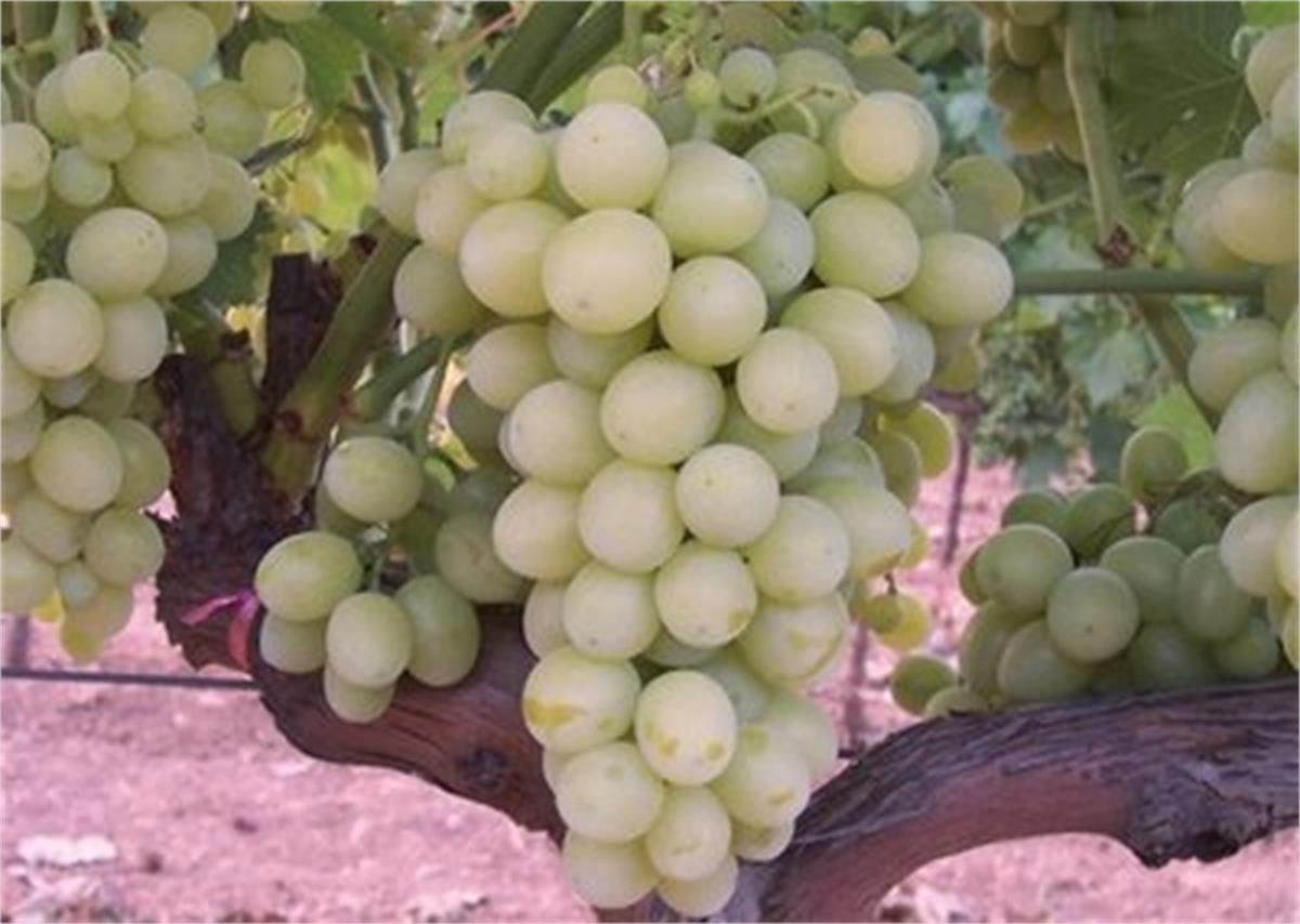 Vitis vinifera Yalova incisi Asma fidanı