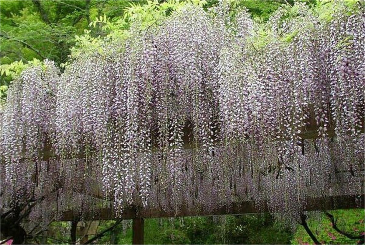 Wisteria floribunda Morsalkım Japon Mor salkım fidanı