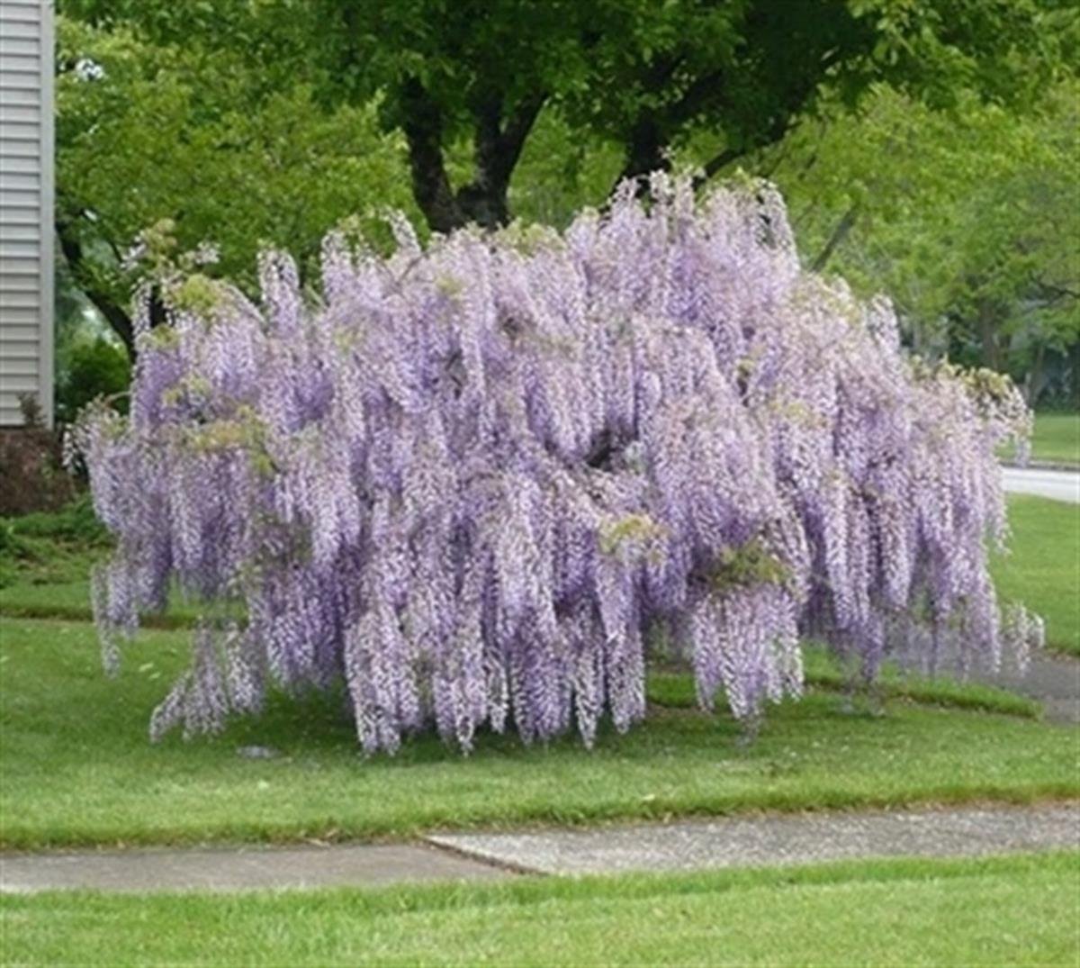 Wisteria frutescens Amethyst falls Bodur Mor salkım Amerikan morsalkım fidanı