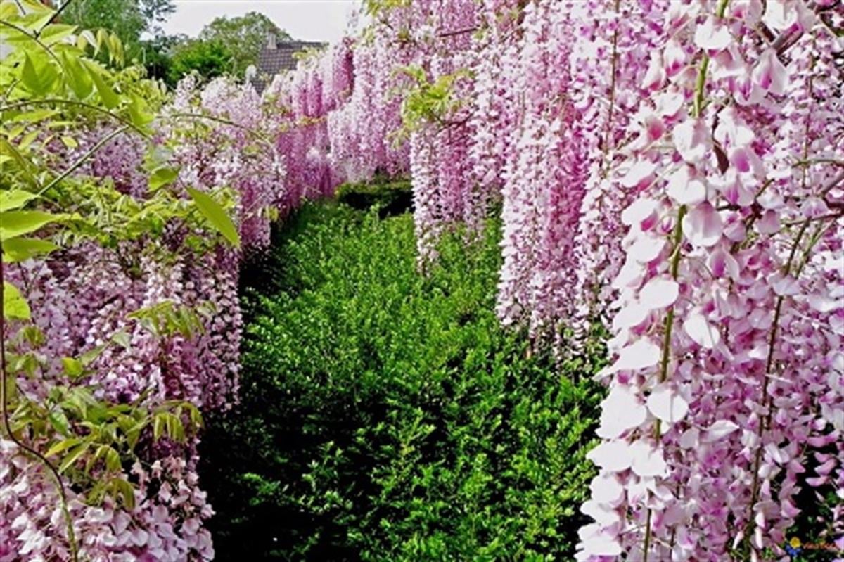Wisteria sinensis Rosea Pembe Çiçekli Kokulu mor salkım fidanı