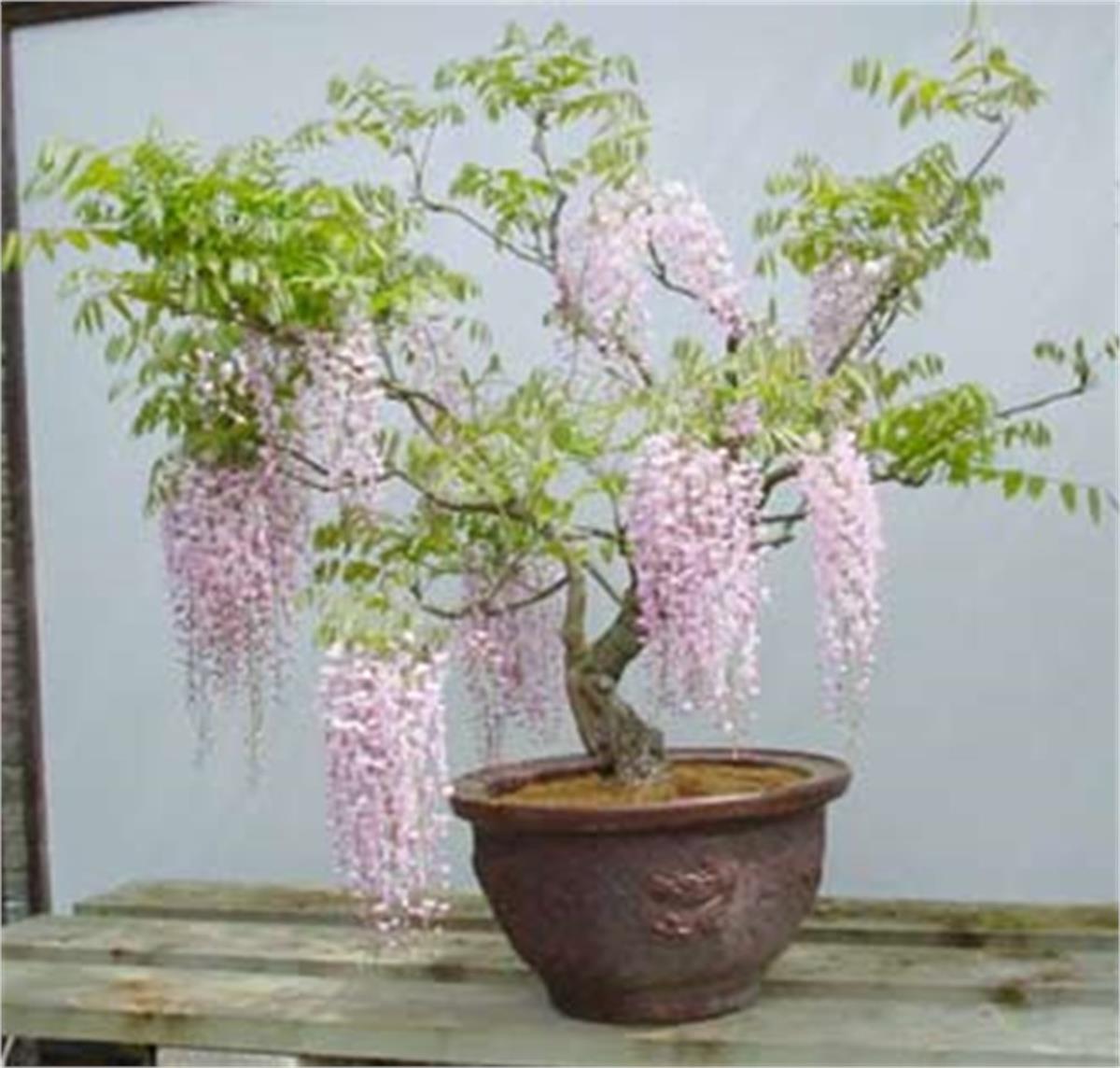 Wisteria sinensis Rosea Pembe Çiçekli Kokulu mor salkım fidanı