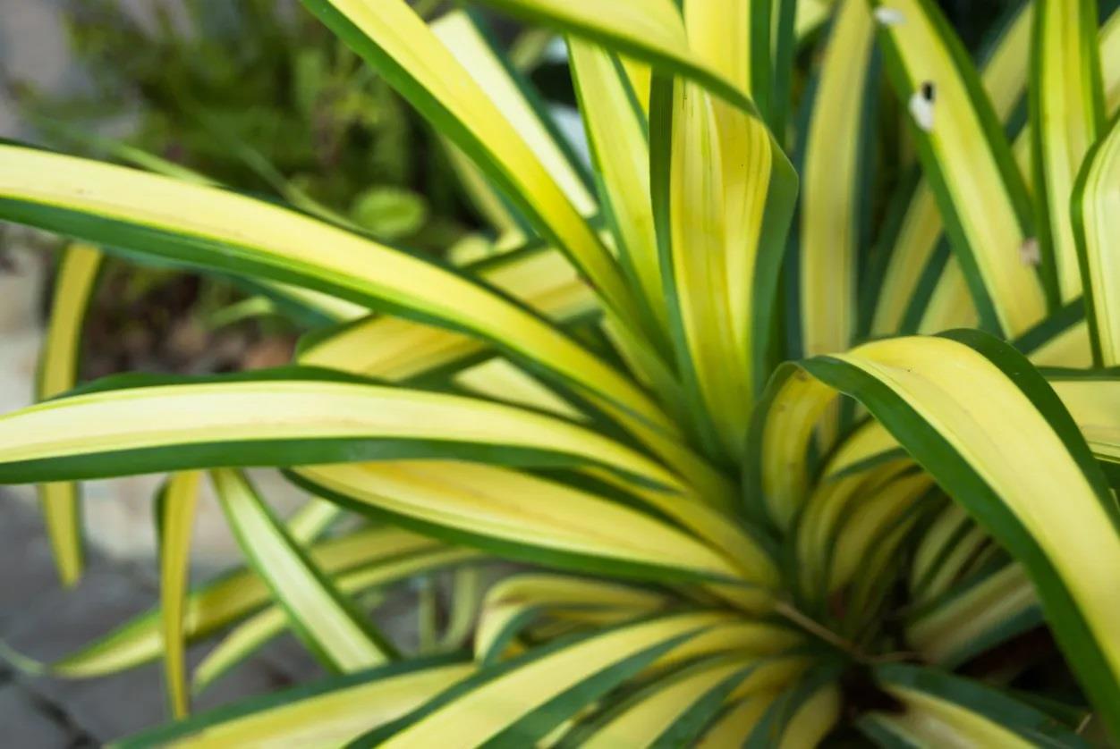 Yucca recurvifolia Banana Split Sarı Yeşil Alacalı Yuka Fidanı