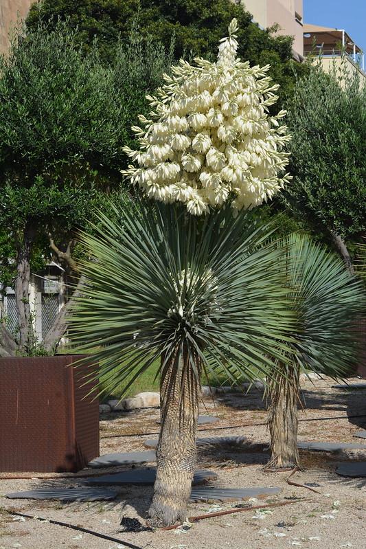 Yucca rostrata Yuka fidanı