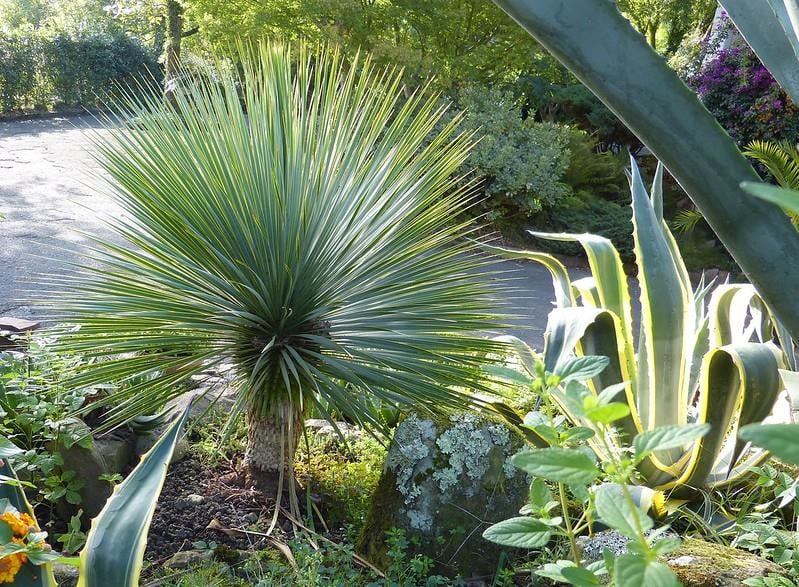 Yucca rostrata Yuka fidanı