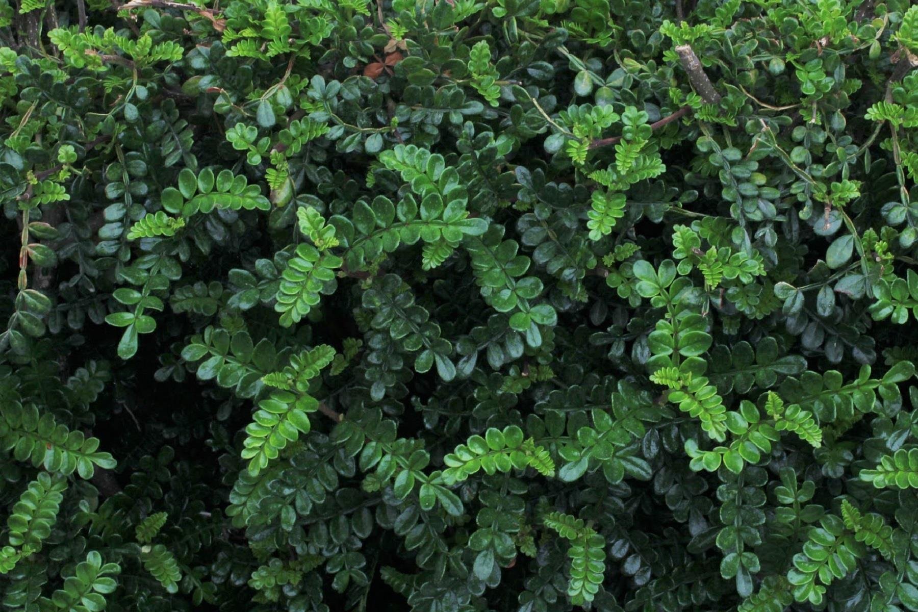 Zanthoxylum beecheyanum Çin Karabiberi Fidesi