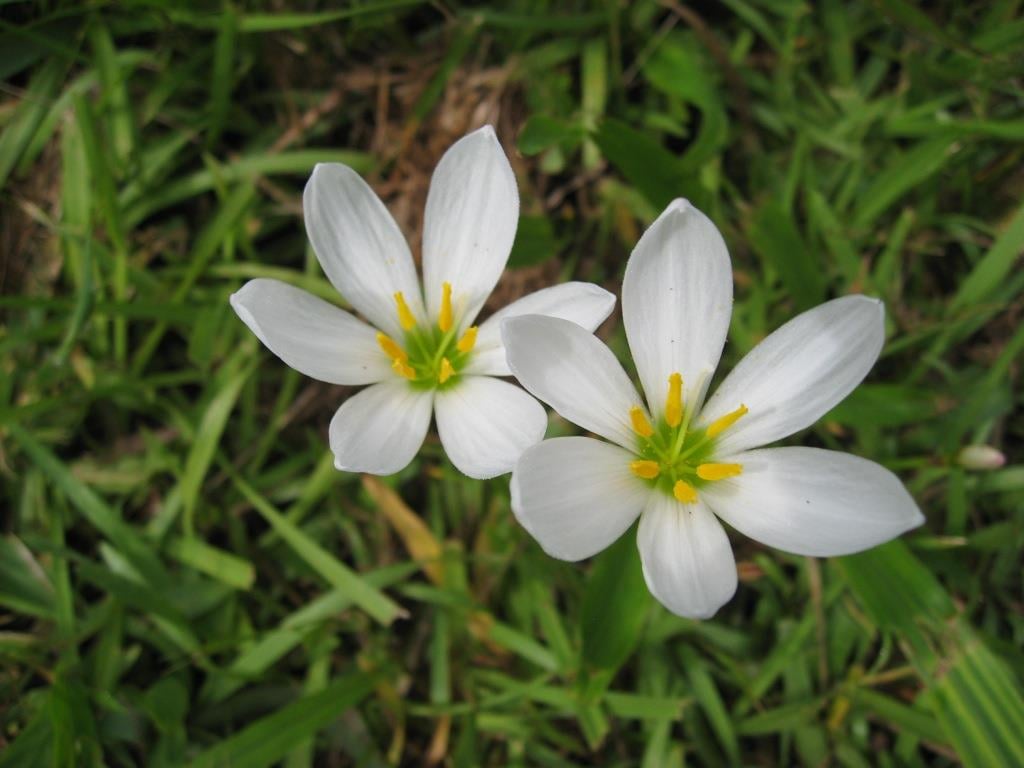Zephyranthes Beyaz Zıpçıktı Soğanı