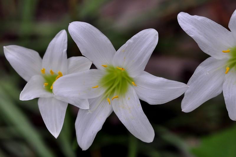 Zephyranthes Beyaz Zıpçıktı Soğanı