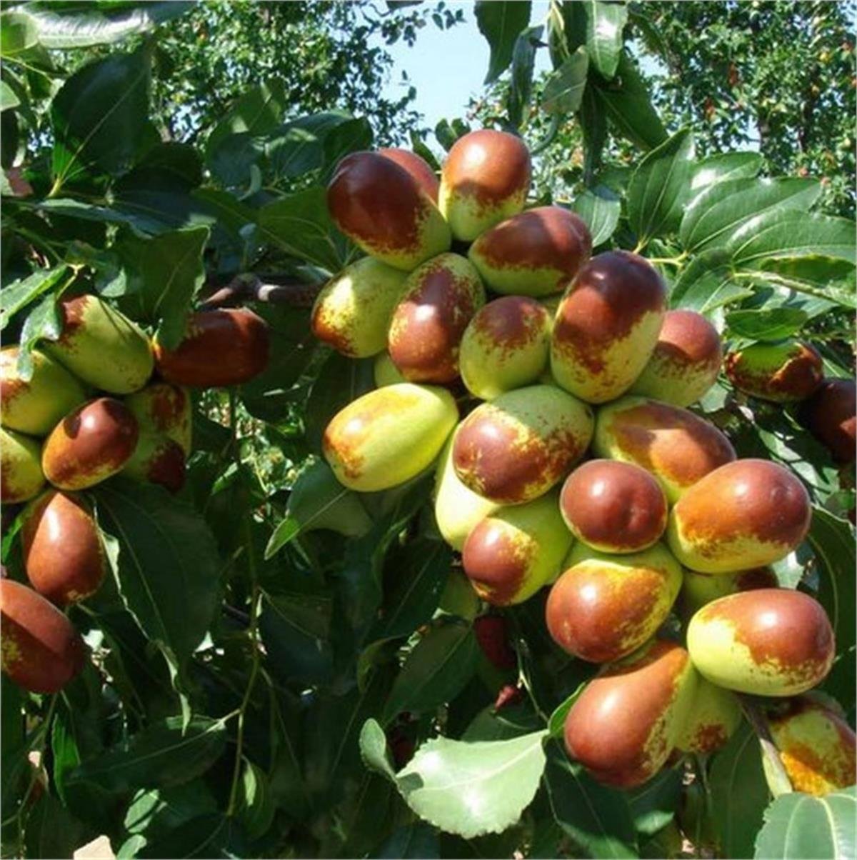 Zizyphus jujuba Sugarcane Hünnap fidanı