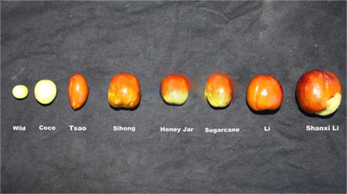 Zizyphus jujuba Sugarcane Hünnap fidanı