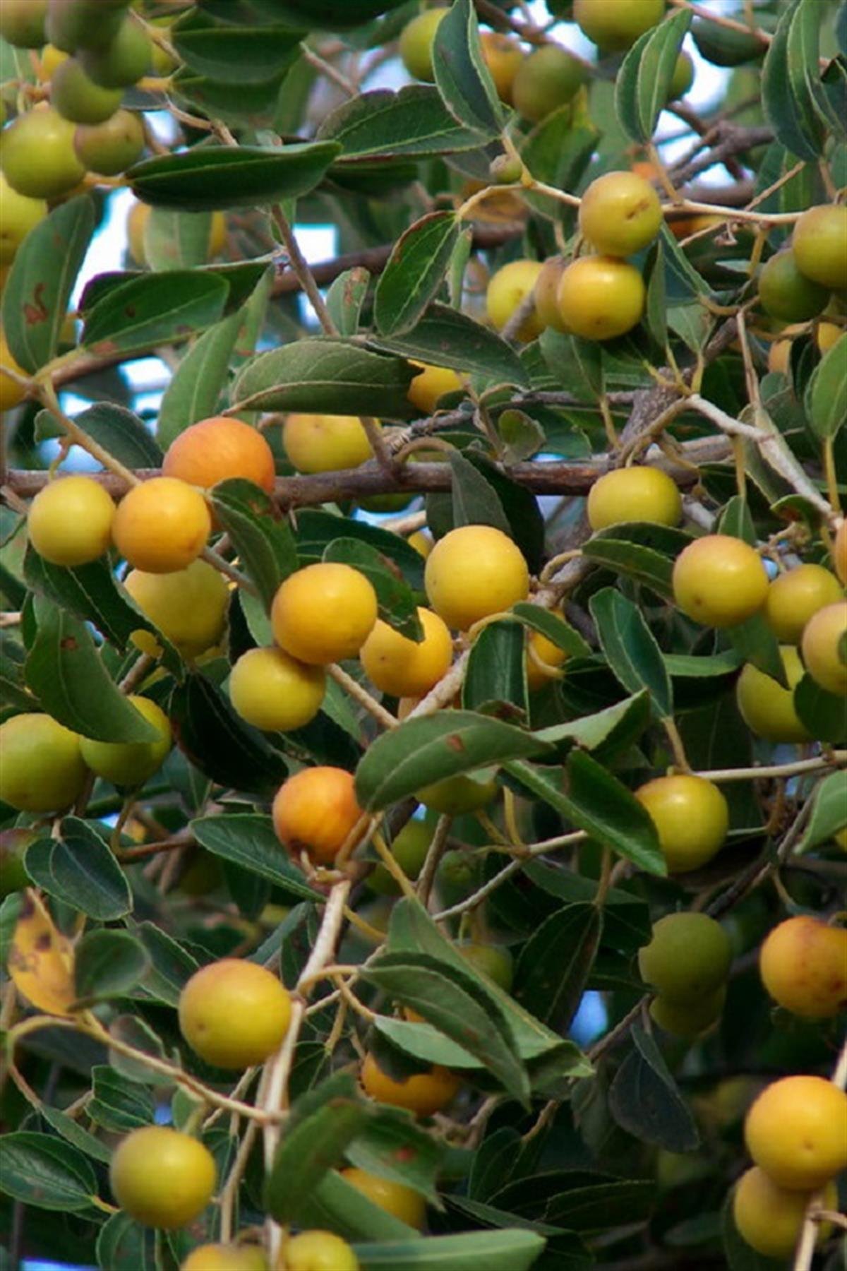 Zizyphus Spina-Christi Arabistan Kirazı Sidr Ağacı