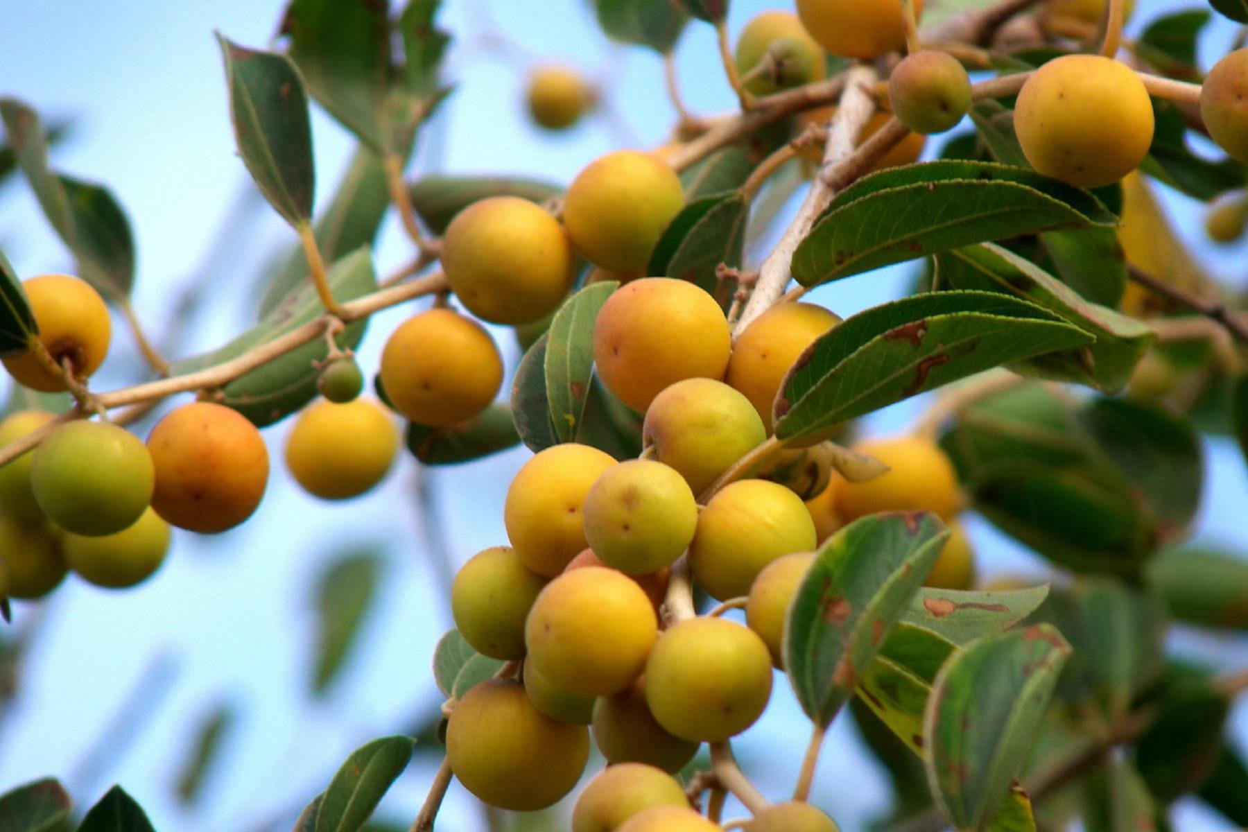 Zizyphus Spina-Christi Arabistan Kirazı Sidr Ağacı