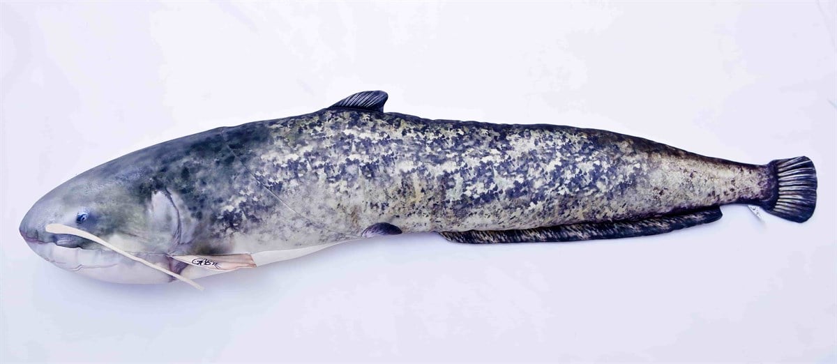 CATFISH SILURUS GLANIS 115cm