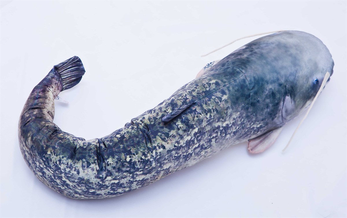CATFISH SILURUS GLANIS 115cm
