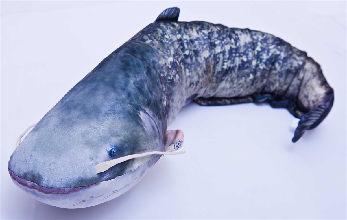 CATFISH SILURUS GLANIS 115cm