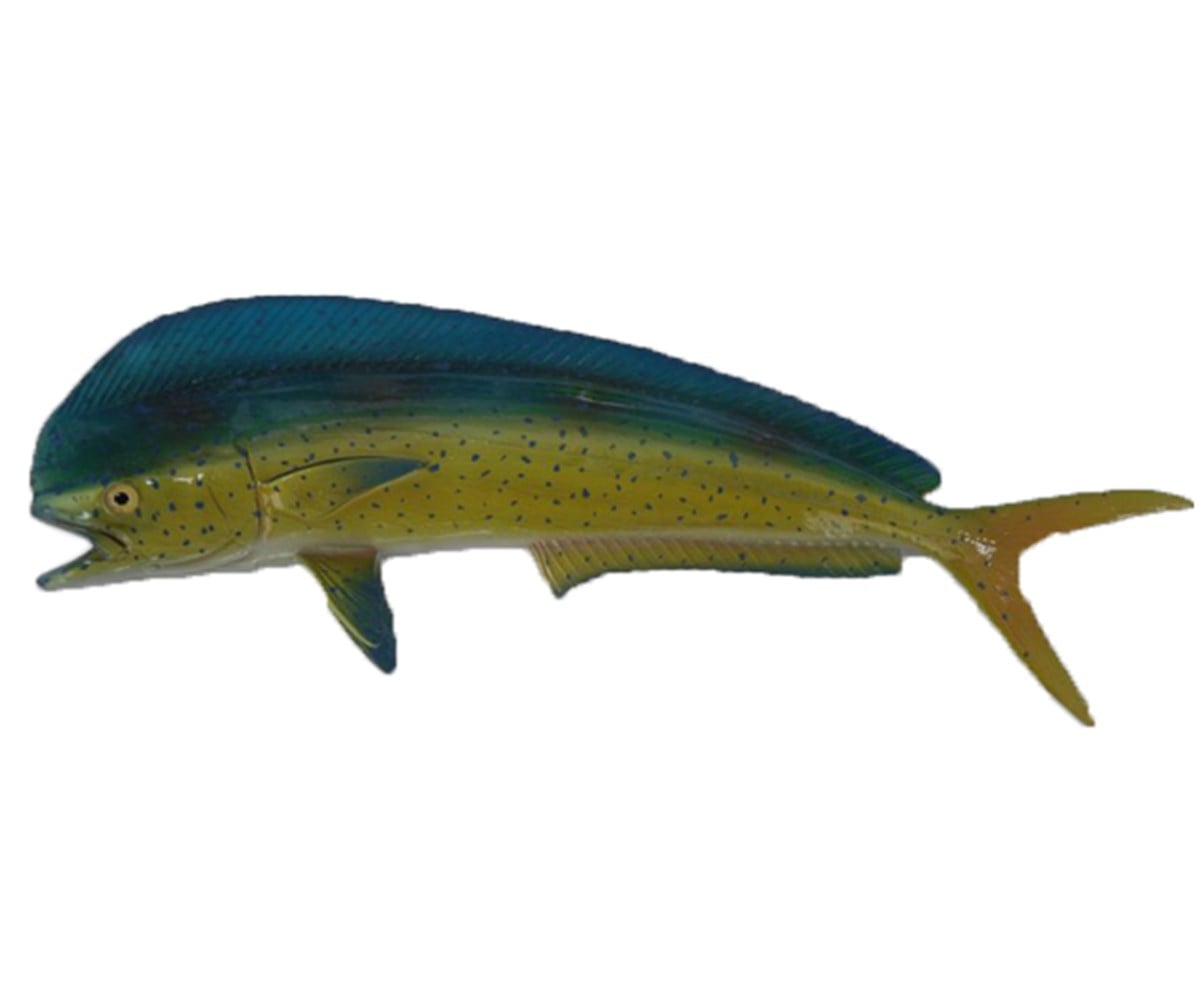 DORADO - LAMBUKA (Biblo Balık)